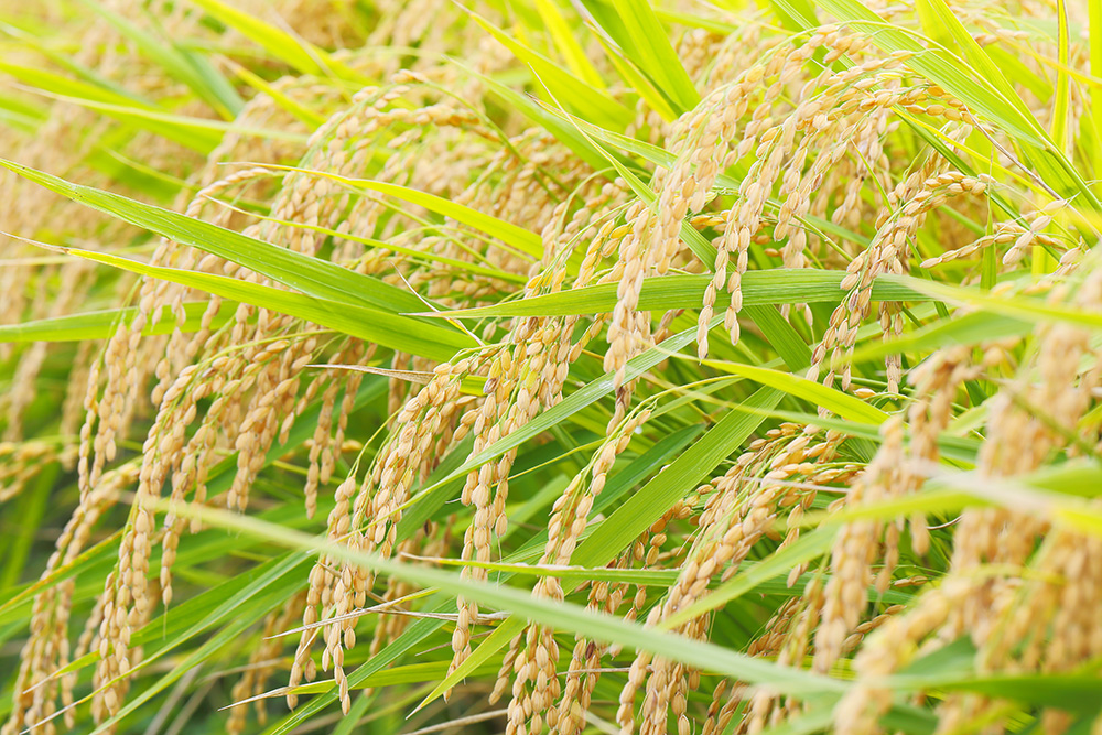 青々とした田んぼ